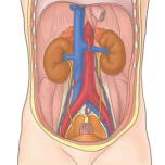 腎臓の位置を示すイラスト