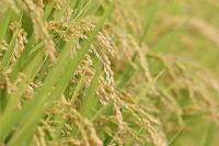 田島酵素の原料玄米