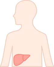 肝臓の位置を示すイラスト