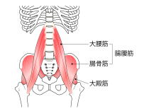 腸腰筋のイラスト