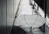 雨の写真