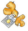 生姜のイラスト
