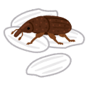 コクゾウムシのイラスト