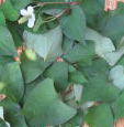 ドクダミの花と葉の写真