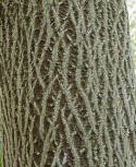 アカメガシワの樹皮の写真