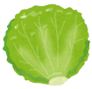 レタスのイラスト